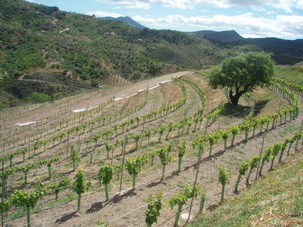 El Ministerio de Agricultura, Pesca y Alimentación distribuye autorizaciones para plantar 1.407 nuevas hectáreas de viñedo en 2023